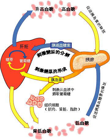 冬季糖尿病人保健养生秘笈_怡和医药|江西怡和医药有限公司