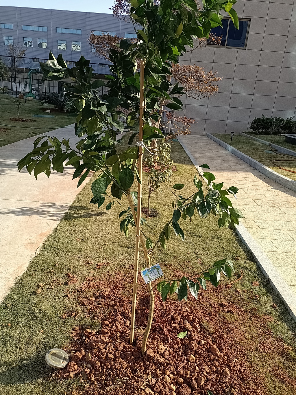 许优美愿望  献绿色爱心_怡和医药|江西怡和医药有限公司